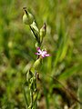 Silene conica