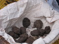 Truffles from Mont Ventoux