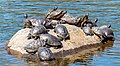 Turtle rock in Prospect Park