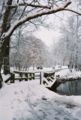 Duck pond in the winter