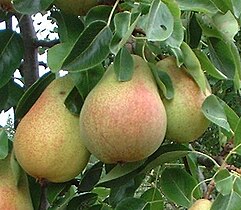 Europe pear