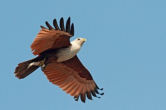 In flight