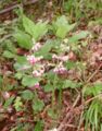 Melittis melissophyllum Germany - Schwäbisch-Fränkische Waldberge