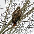 Adult; Chalco Hills Recreation Area, Nebraska