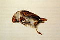 Plumage of Partridge, ~ 1867