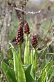 Orchis purpurea