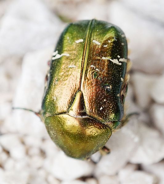 File:Shiny beetle.jpg