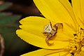 * Nomination: Crab Spider - male --Vengolis 05:09, 16 September 2015 (UTC) * * Review needed