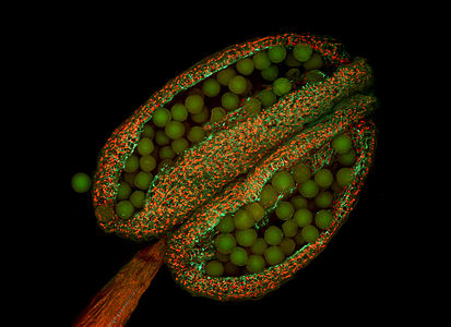 Arabidopsis thaliana anther