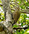 Veniliornis spilogaster (cat.)