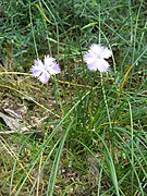 Dianthus gallicus
