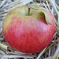 * Nomination: Honeycrisp apple --Jonathunder 20:26, 17 October 2010 (UTC) * * Review needed