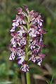   Orchis purpurea France, Hérault