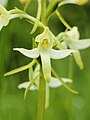 Platanthera bifolia Belgium - La Calestienne