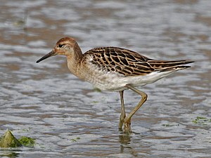 Non-breeding plumage