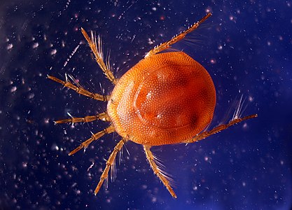 Water Mite, length: 1.1 mm