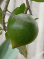 Pouteria lucuma