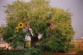 Honey Mesquite Prosopis glandulosa