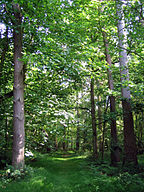 The Chase Wood, Newbury, UK