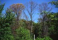 Trees killed by ash phytoplasma