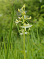 Platanthera bifolia Belgium - La Calestienne