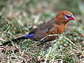 Female, Kenya