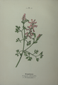 Plate 8 Fumaria officinalis