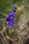 Aconitum delphinifolium