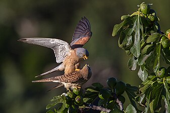 Mating