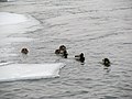 Mallard flock, St. Mary's Rapids, Ontario/Michigan