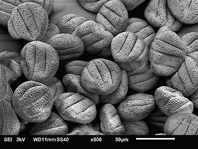 Scanning electron microscopy image of sage pollen