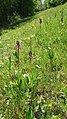 Orchis purpurea Germany - Rheinwald bei Forchheim (Baden)