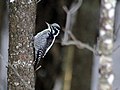 Picoides tridactylus (cat.)