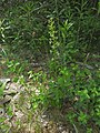 Platanthera bifolia France - Fort-Louis