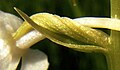 Platanthera bifolia ovary