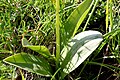 Platanthera bifolia Italy - Limana