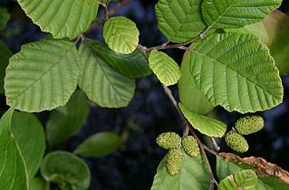 Alnus incana