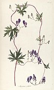 Aconitum volubile