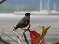 * Nomination: A Common Myna --Ymaup 11:42, 8 June 2009 (UTC) * * Review needed