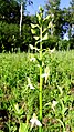 Platanthera bifolia Germany - Neuried (Ichenheim)