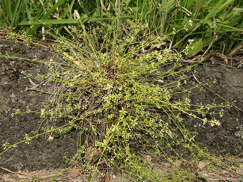 File:Galium gracilens 4.JPG