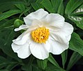 Paeonia emodi