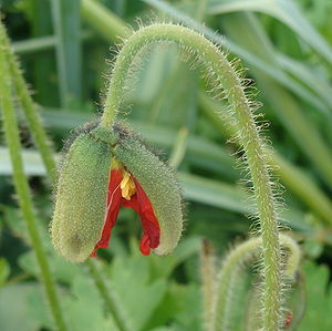 how opens a bud of Papaver alpinum