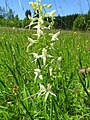 Platanthera bifolia Germany - Hüfingen