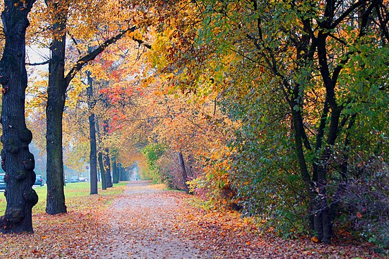 Leaf fall at the roadside