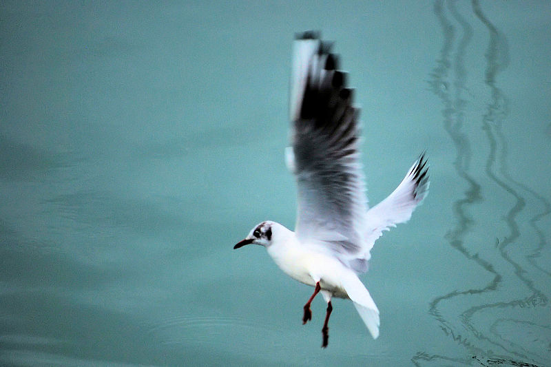 File:Zumaia Mouette 03.jpg