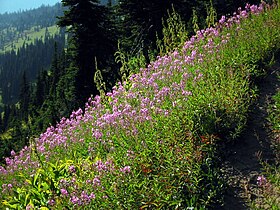 Fireweed