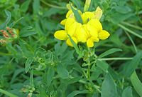 Lotus corniculatus Type species