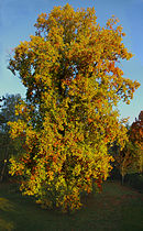 A tuliptree in fall (Liriodendron tulipifera)