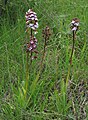 Orchis purpurea Italy - Emilia-Romagna, NW Rossena